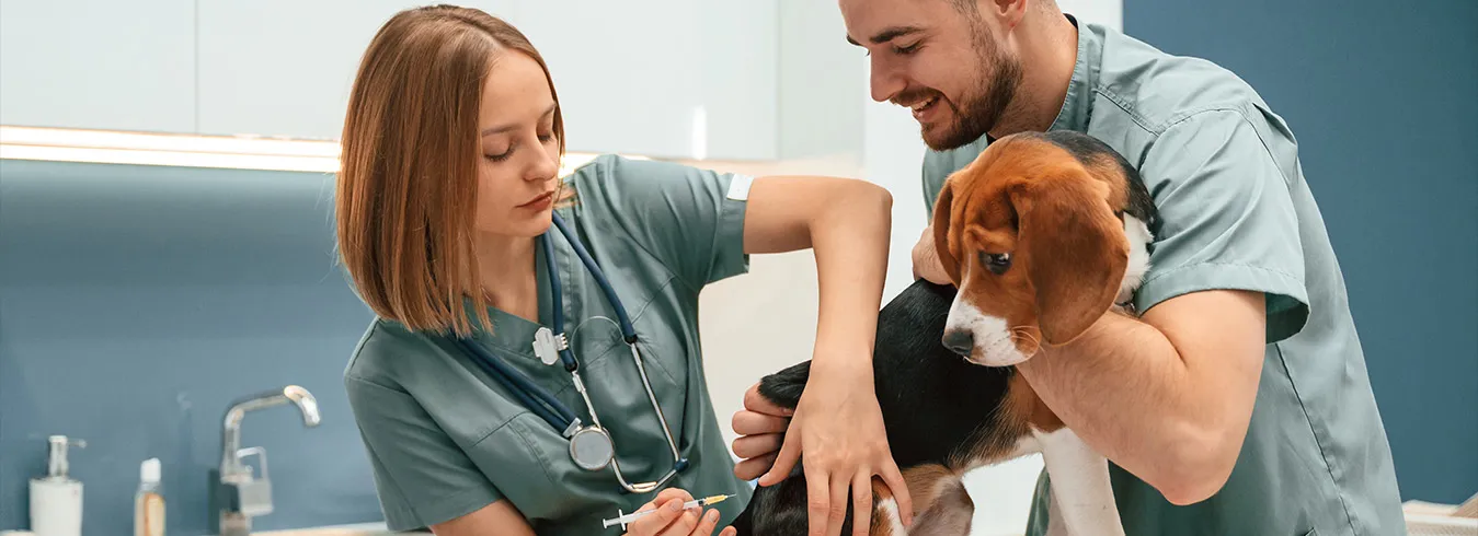 Two veterinary staff in scrubs in a treatment room, one holding a beagle puppy while the other listens to its chest with a stethoscope.